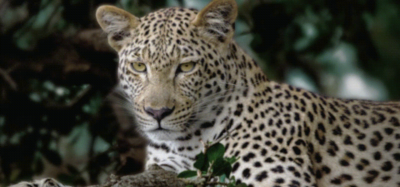 oled c5 2025 07 video ai picture pro d oled c5 2025 07 video ai picture pro d