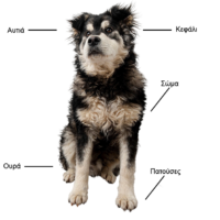 102983 IdealFor copy